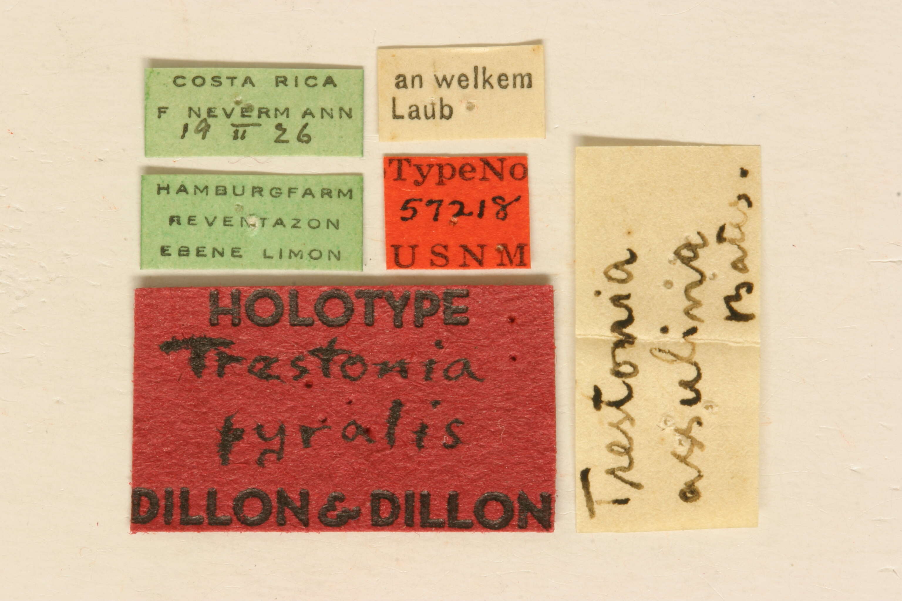 Image of Trestonia pyralis Dillon & Dillon 1946