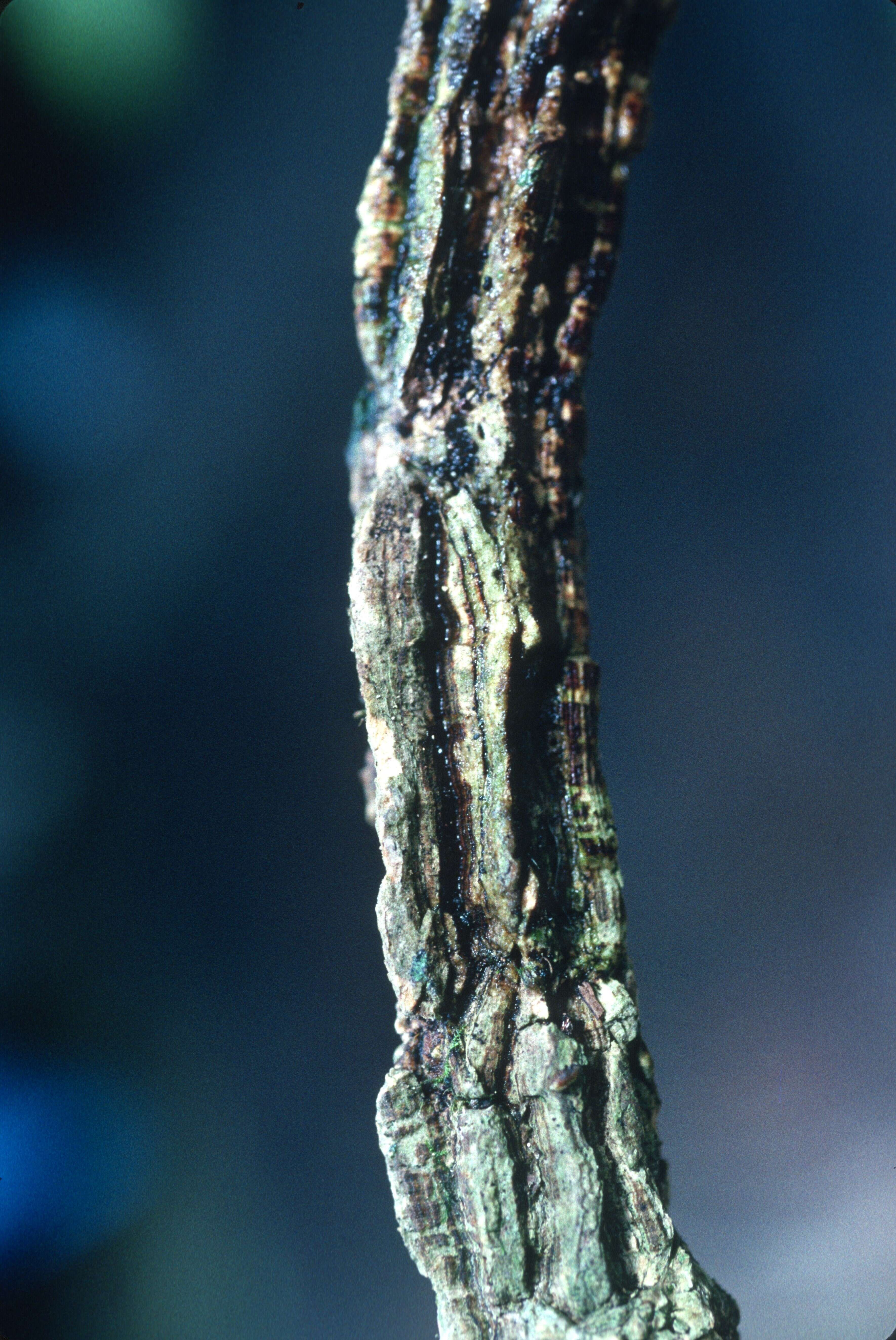 Image of cyclanthera