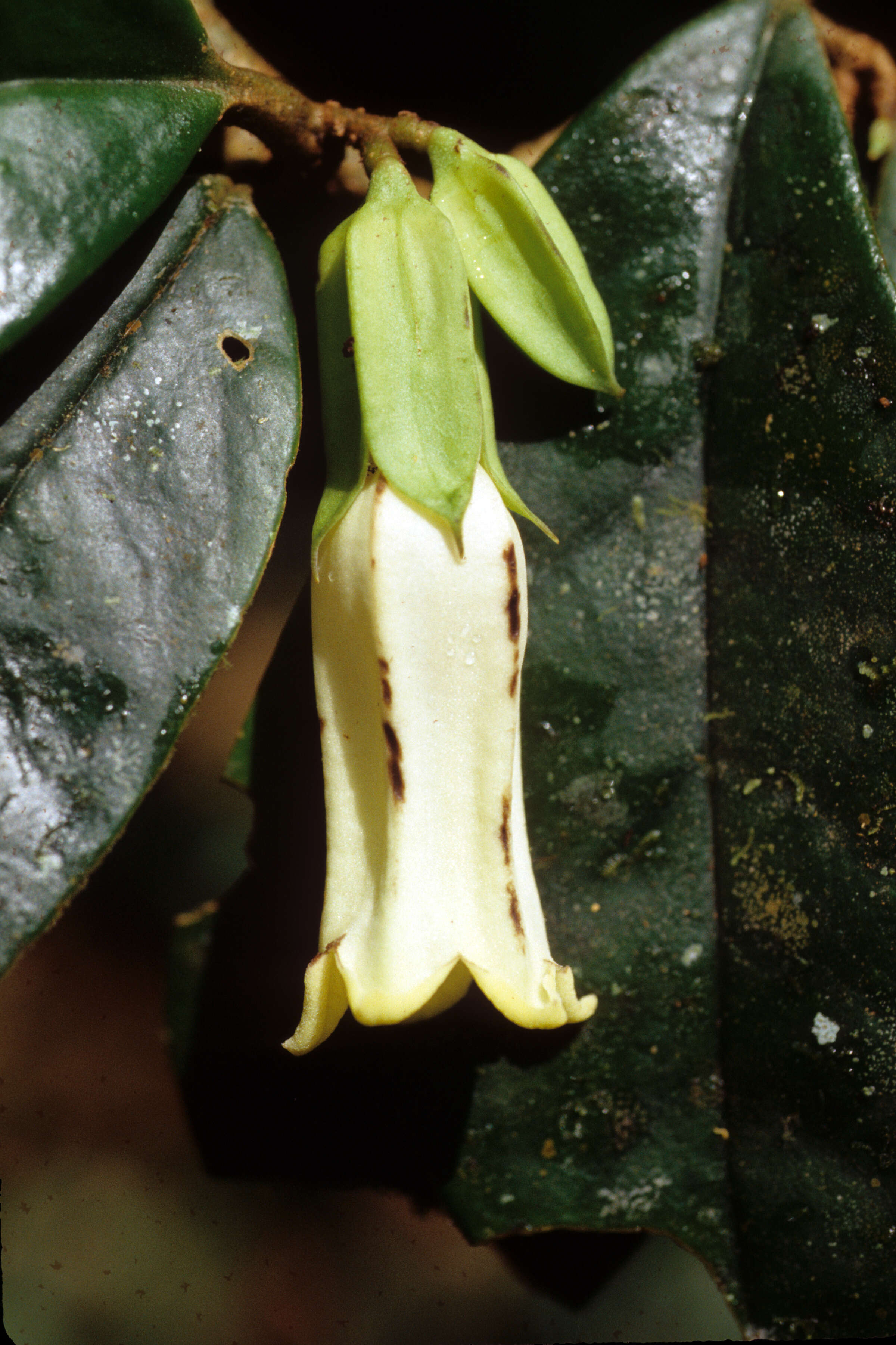 Image of Markea sessiliflora Ducke