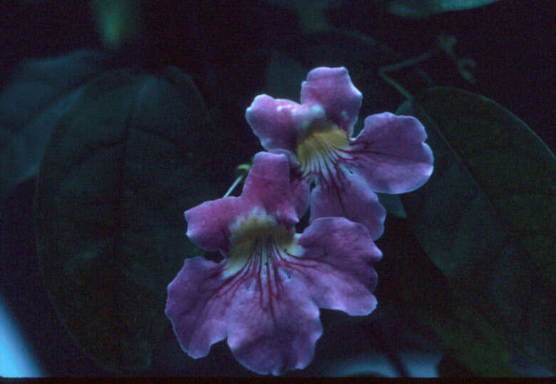 Image de Bignonia aequinoctialis L.