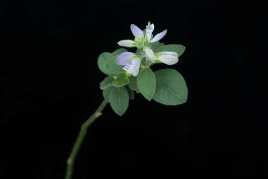 Image of Hebecarpa velutina (C. Presl) J. R. Abbott & J. F. B. Pastore