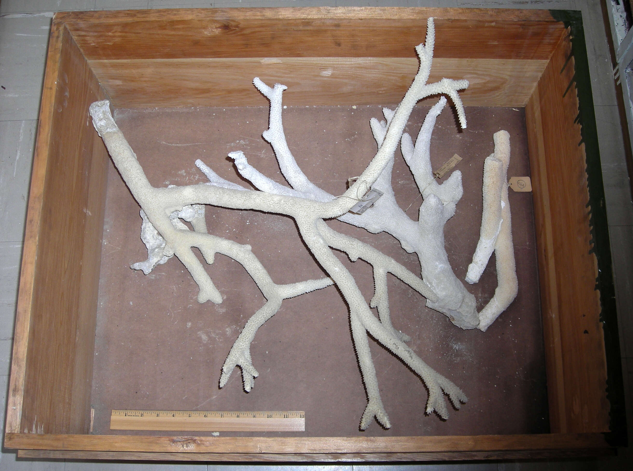 Image of Staghorn Coral