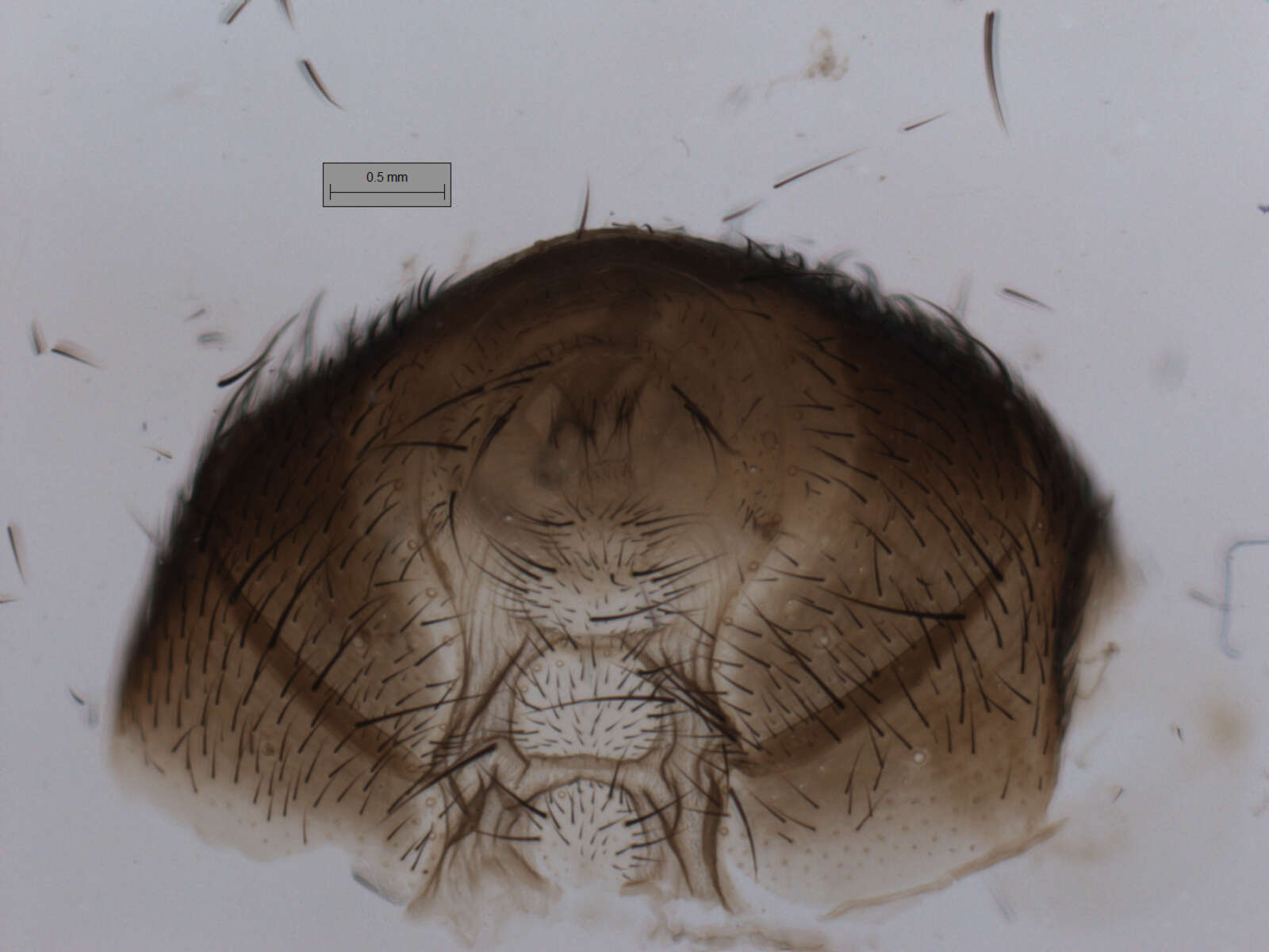 Image of Phumosia promittens (Walker 1859)
