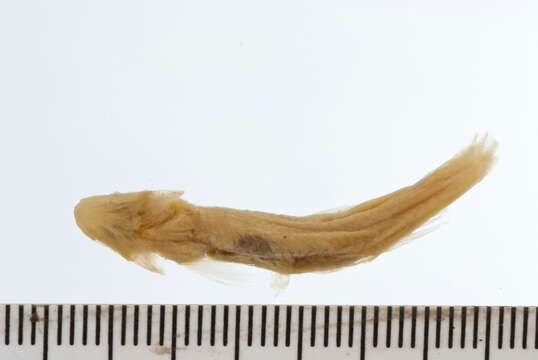 Image of Santee chub