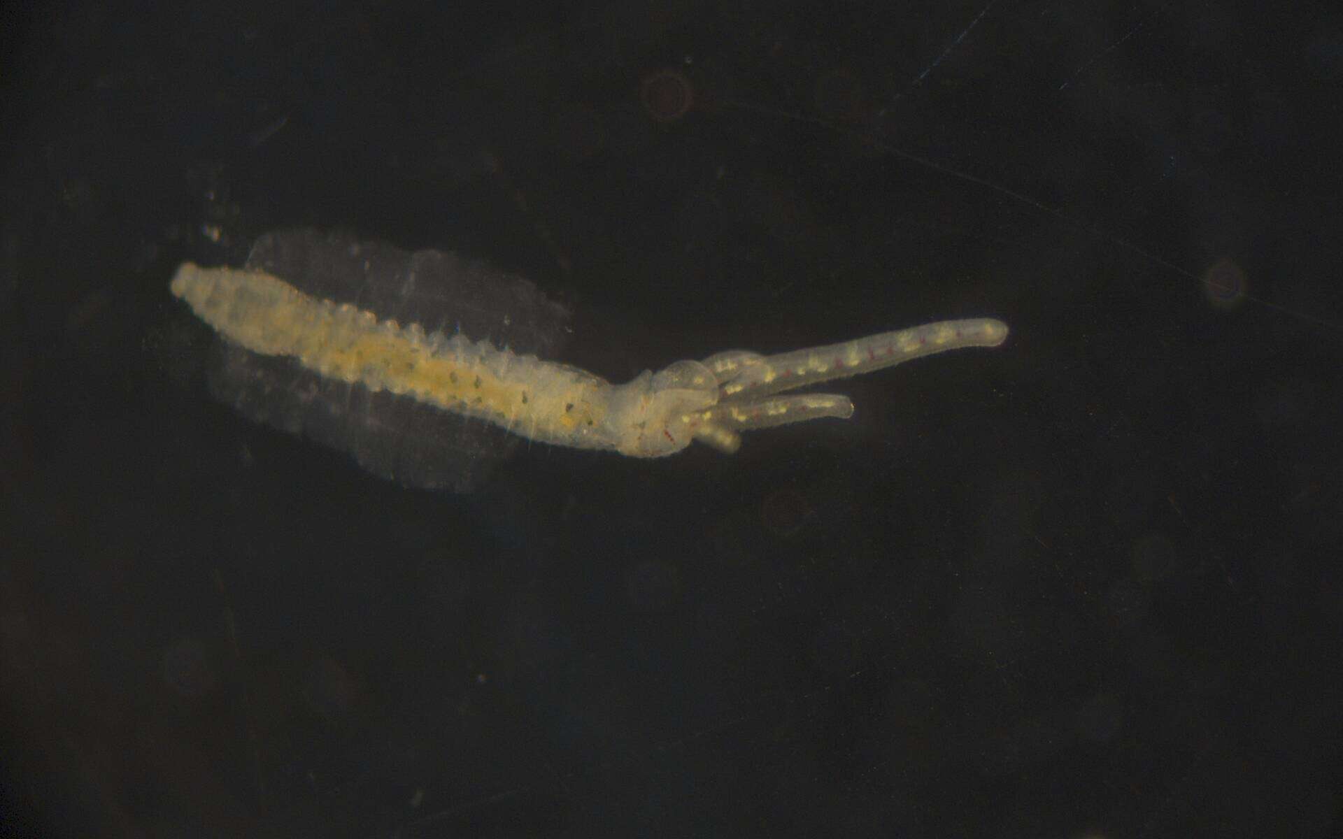 Image of Terebellidae