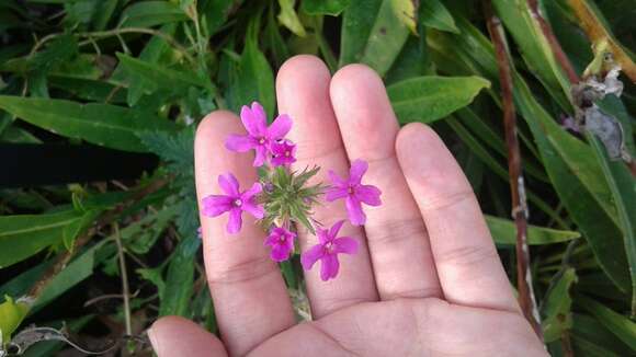 Image of Large Flowered Verbena