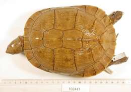 Image of Cat Island Freshwater Turtle