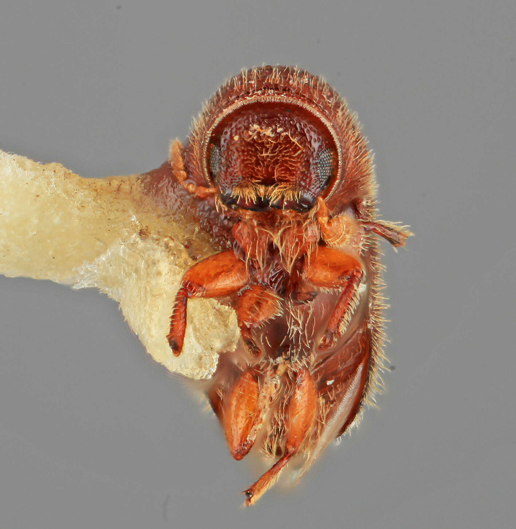 Image of Pityophthorus leechi Wood 1977