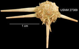Image of Acanthocidaris hastigera A. Agassiz & H. L. Clark 1907
