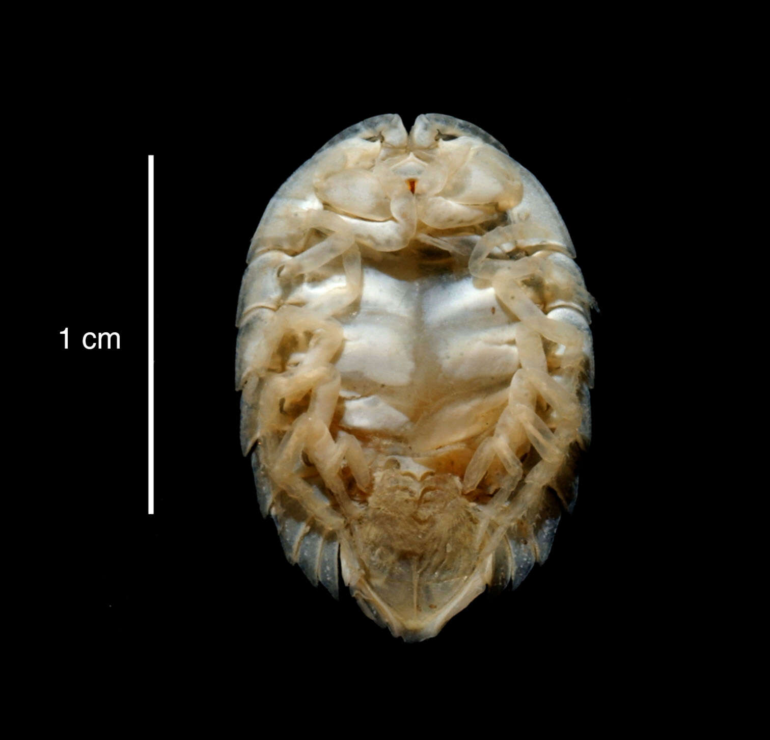 صورة Septemserolis septemcarinata (Miers 1875)