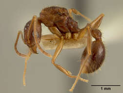 Aphaenogaster honduriana Mann 1922的圖片