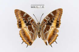 Charaxes eudoxus Drury 1782 resmi