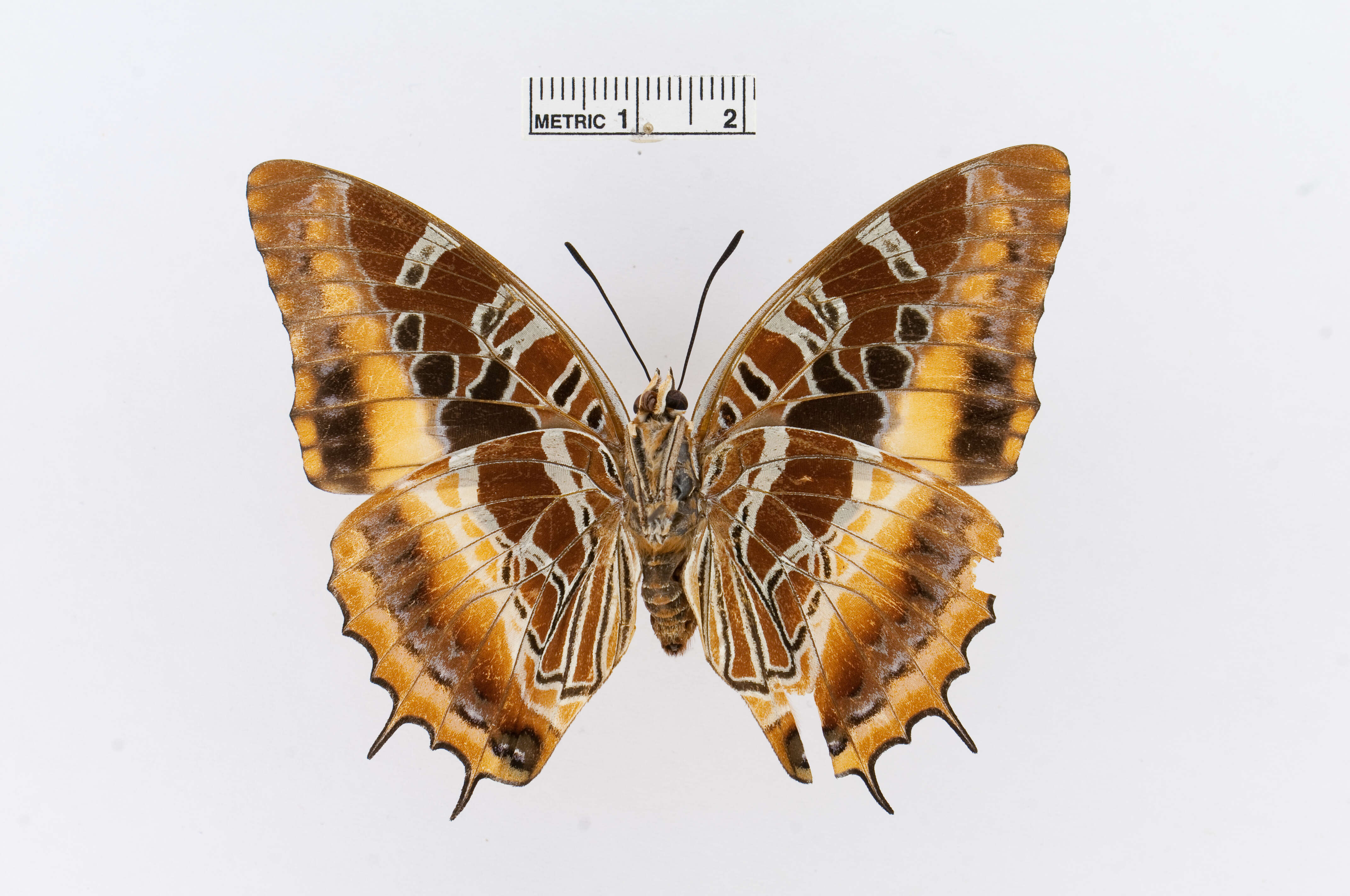 Image of Charaxes eudoxus Drury 1782