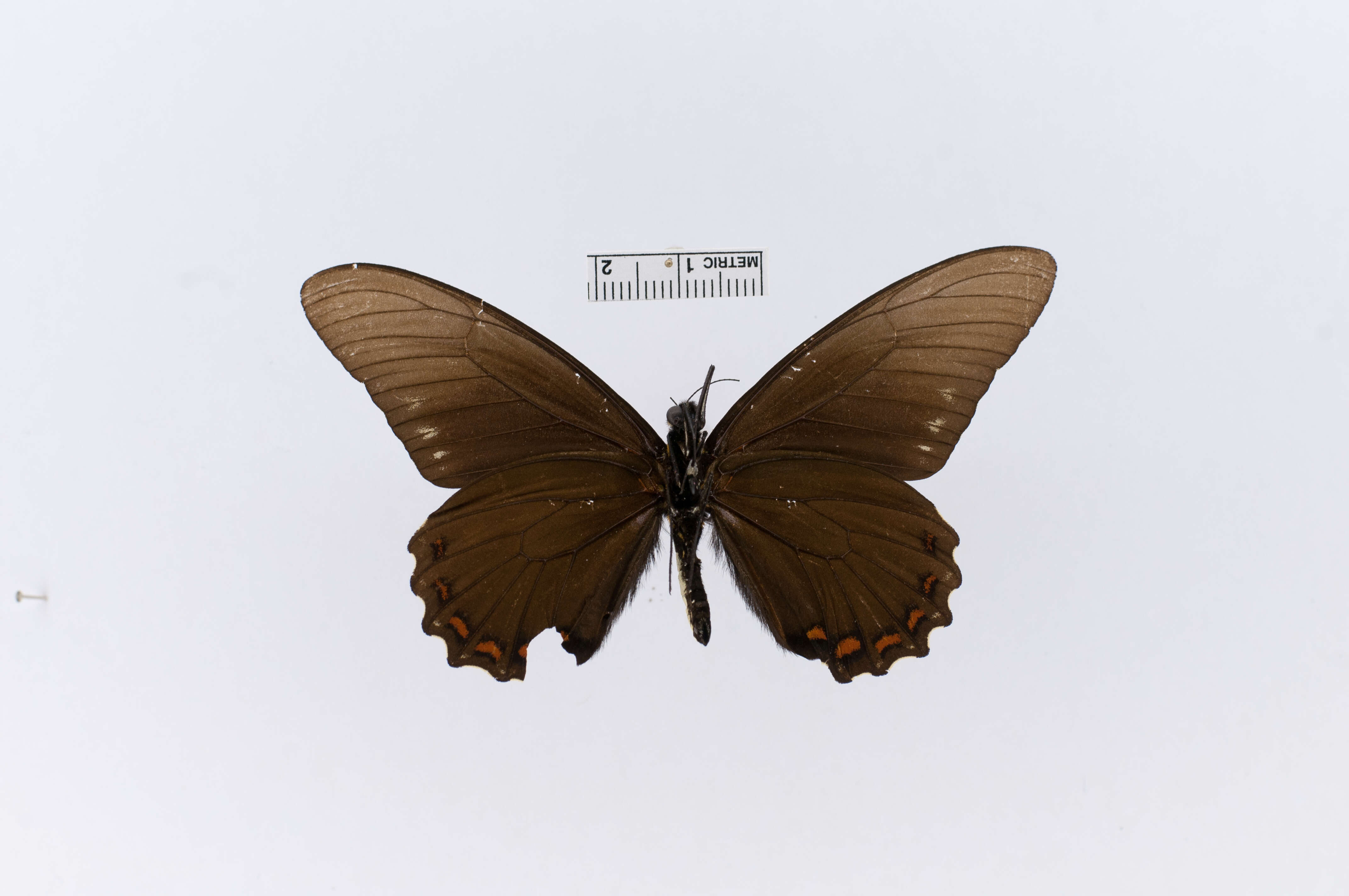 Image of Papilio belus