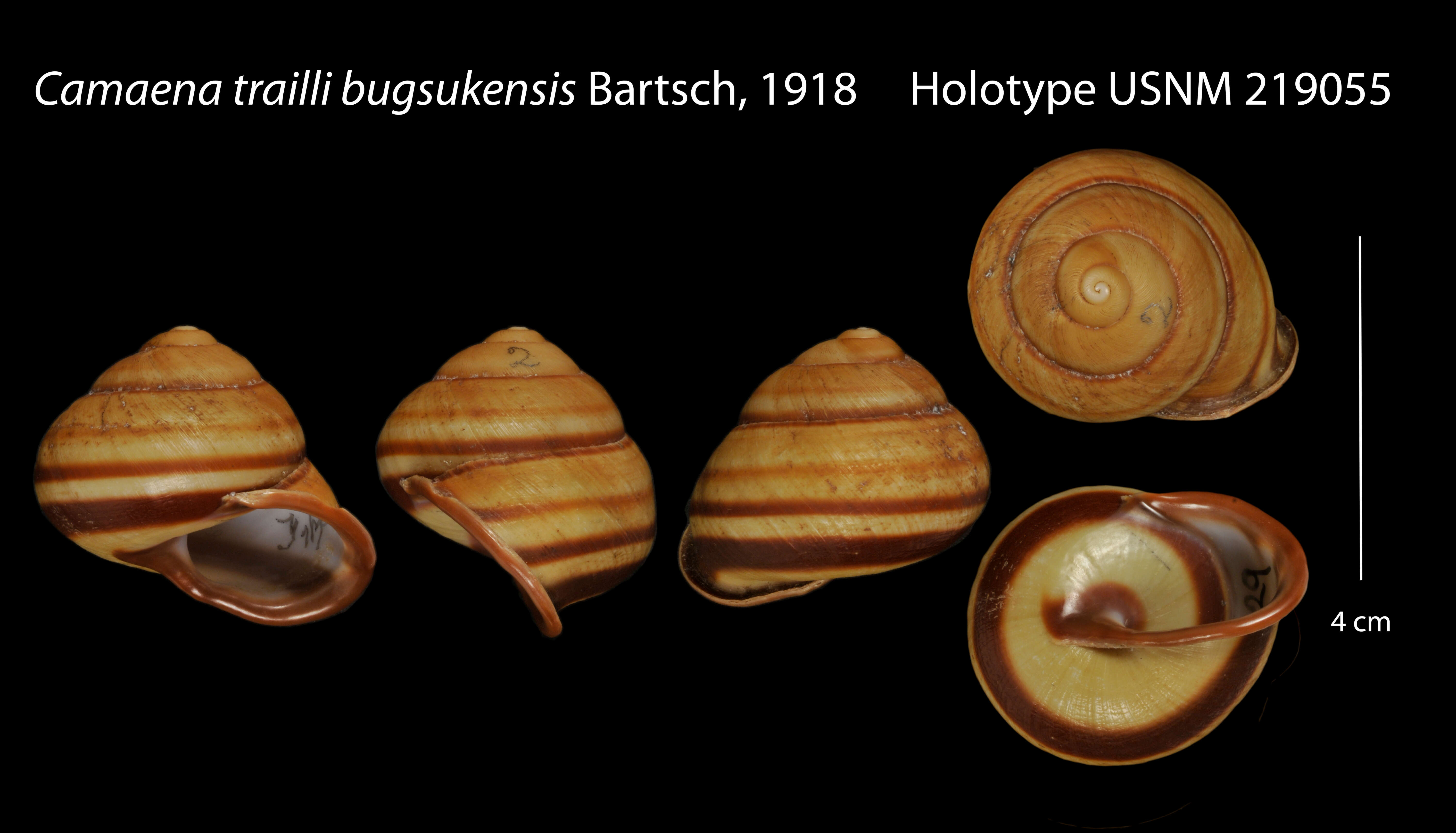 Image of <i>Camaena trailli bugsukensis</i> Bartsch