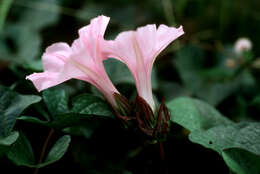 Image de Ipomoea setifera Poir.