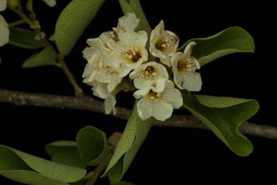 Image of Cordia seleriana Fern.