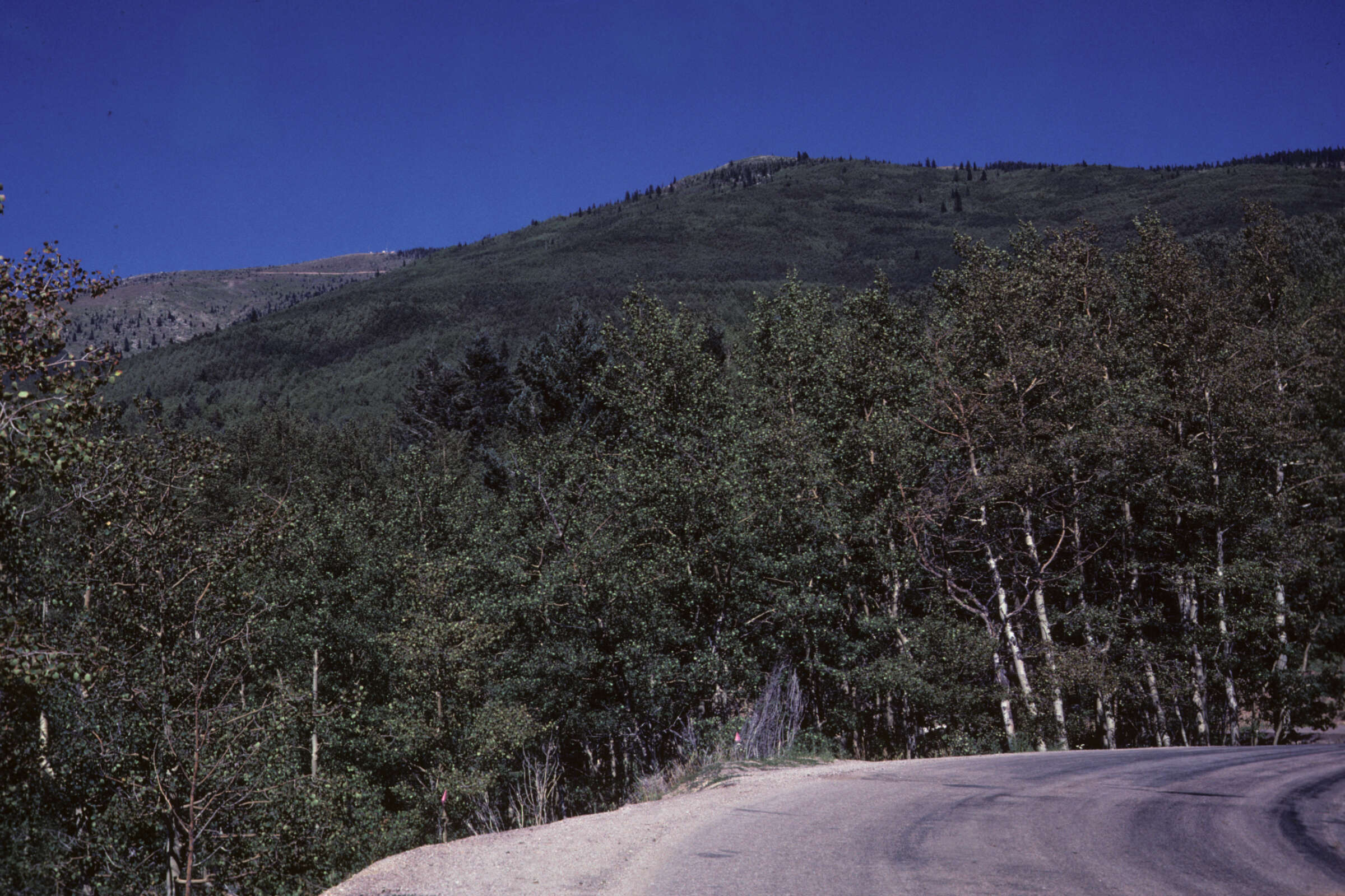 Image of New Mexico bluegrass