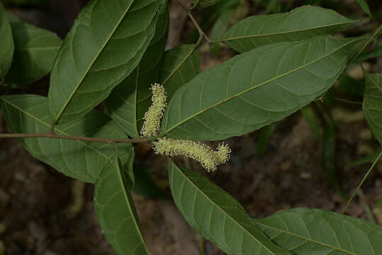 Image of white ramoon