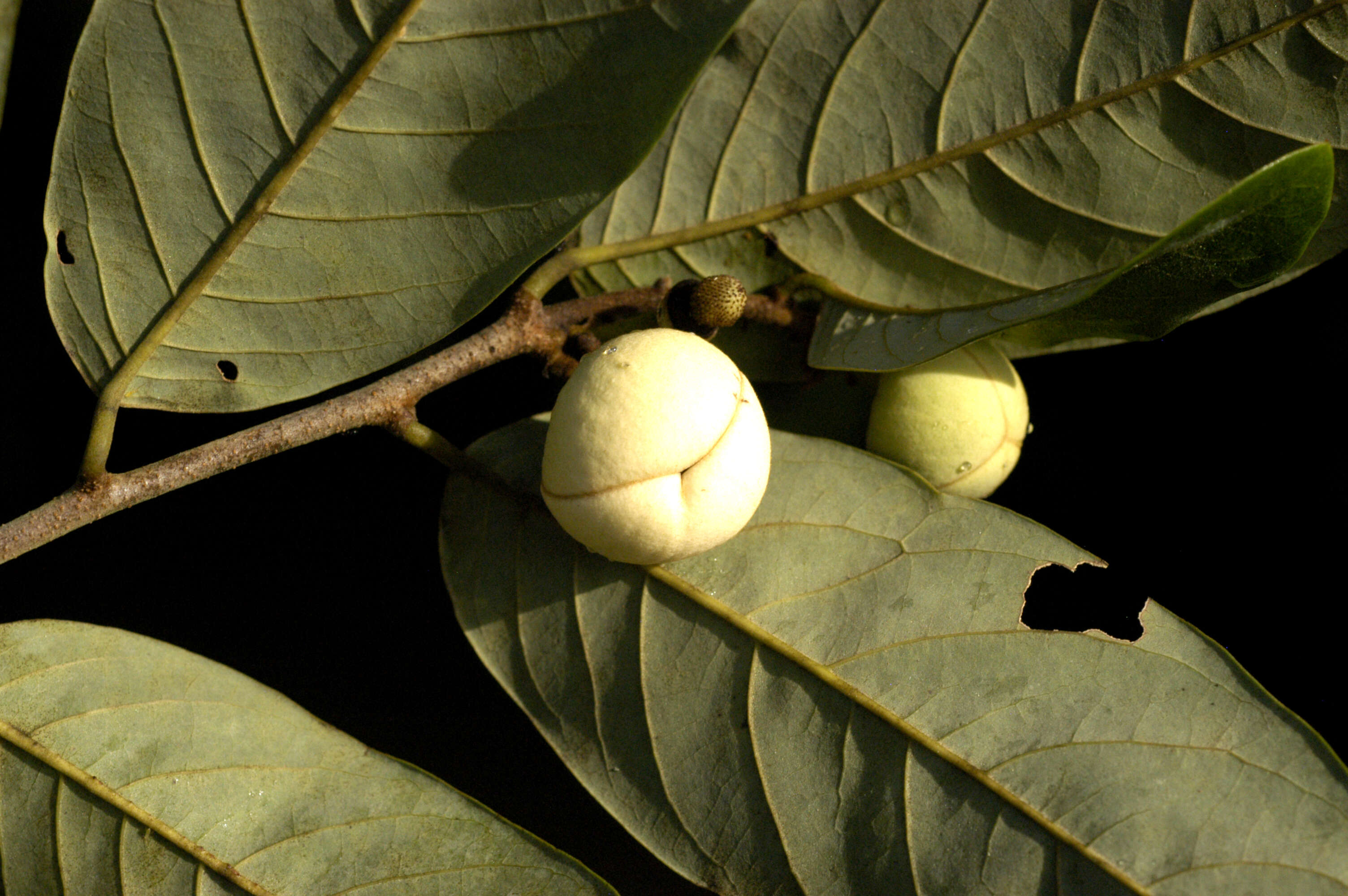 Image of Annona glauca Schumach. & Thonn.