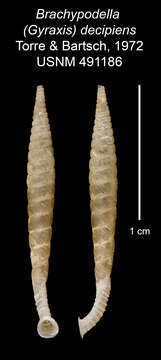 Imagem de <i>Brachypodella decipiens</i> Torre & Bartsch