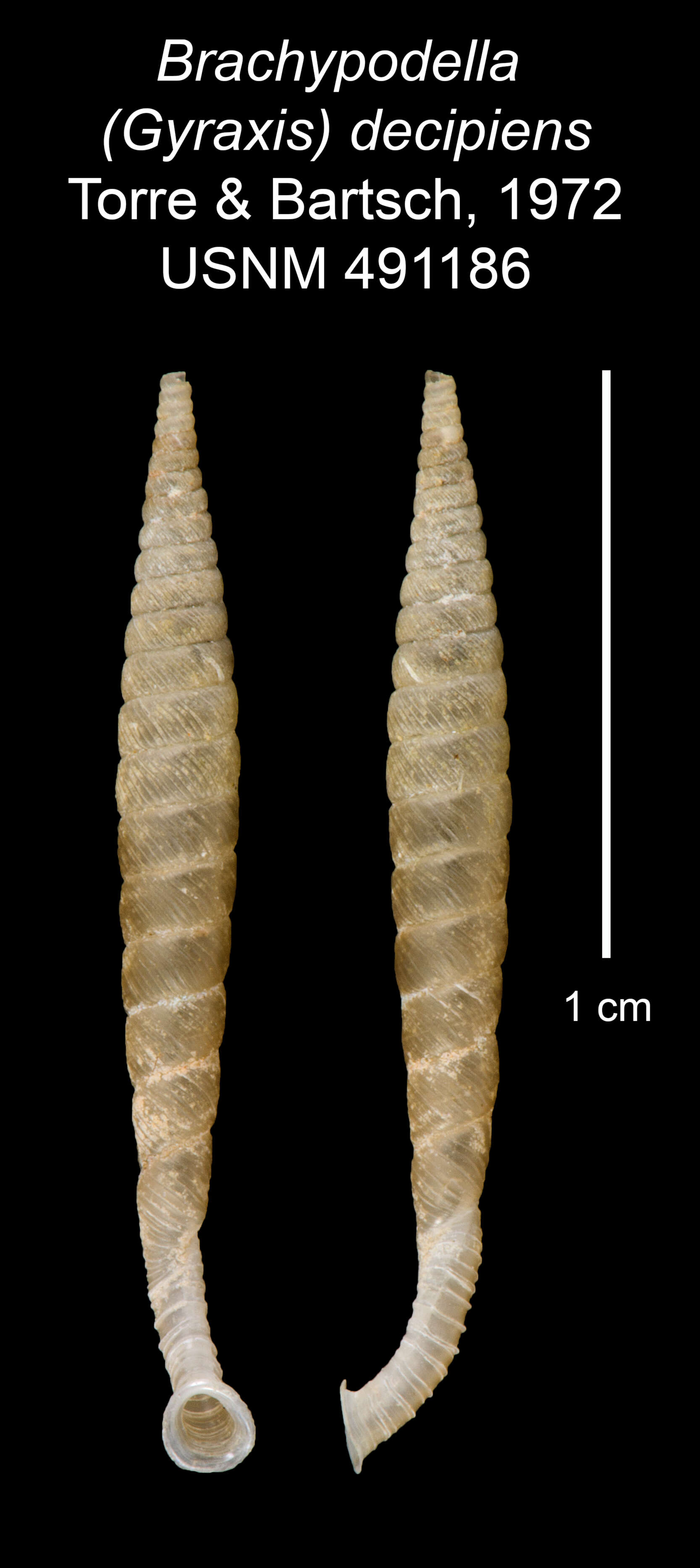 Image of <i>Brachypodella decipiens</i> Torre & Bartsch