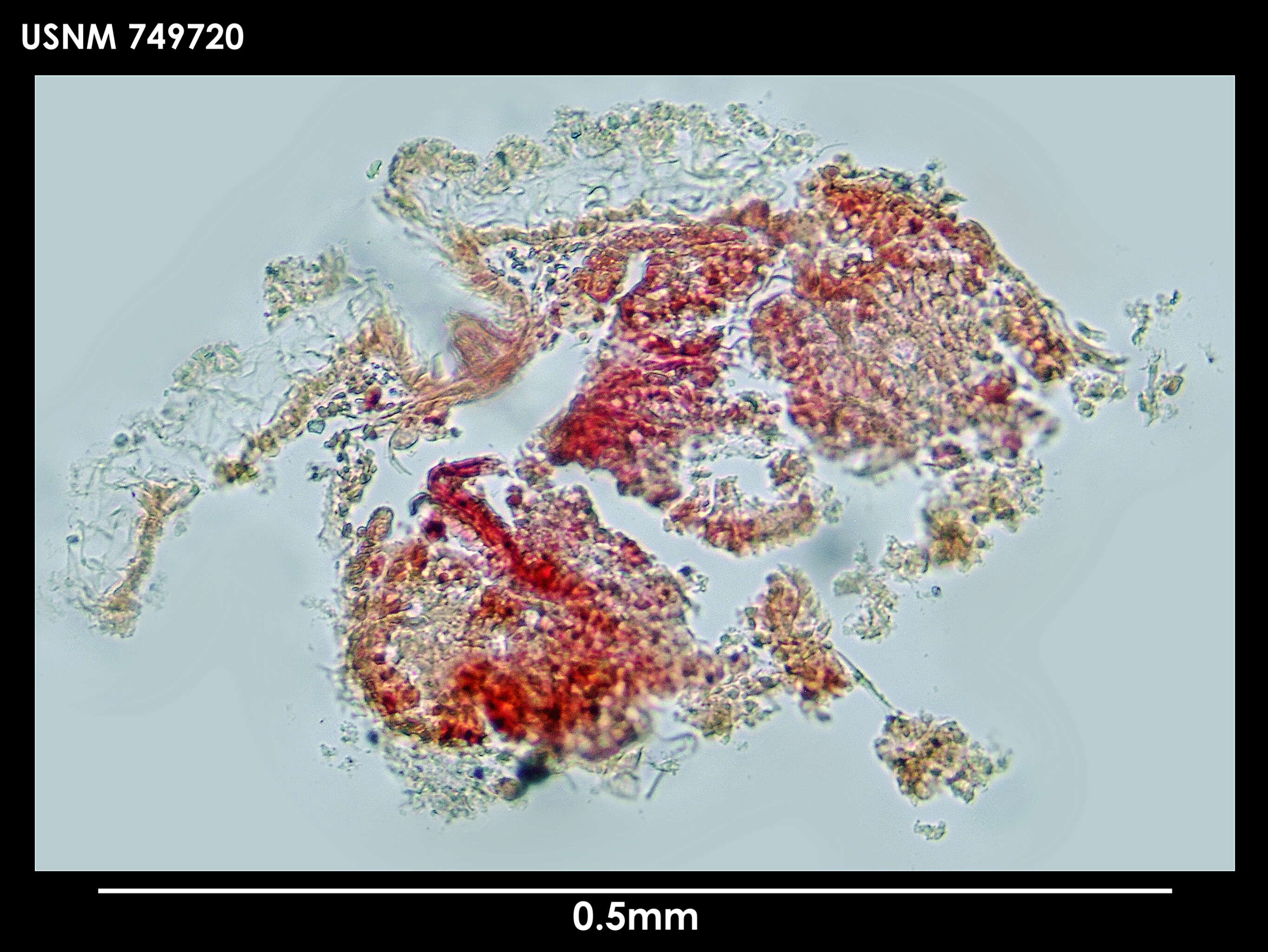 Image of Phyllomenia austrina Thiele 1913