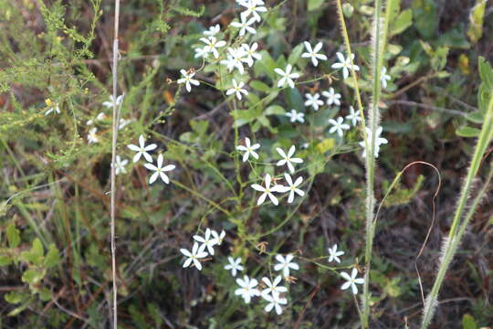 Image of shortleaf rose gentian