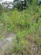 Image of pine barren flatsedge