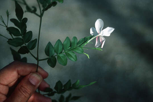 Image of Common Jasmine