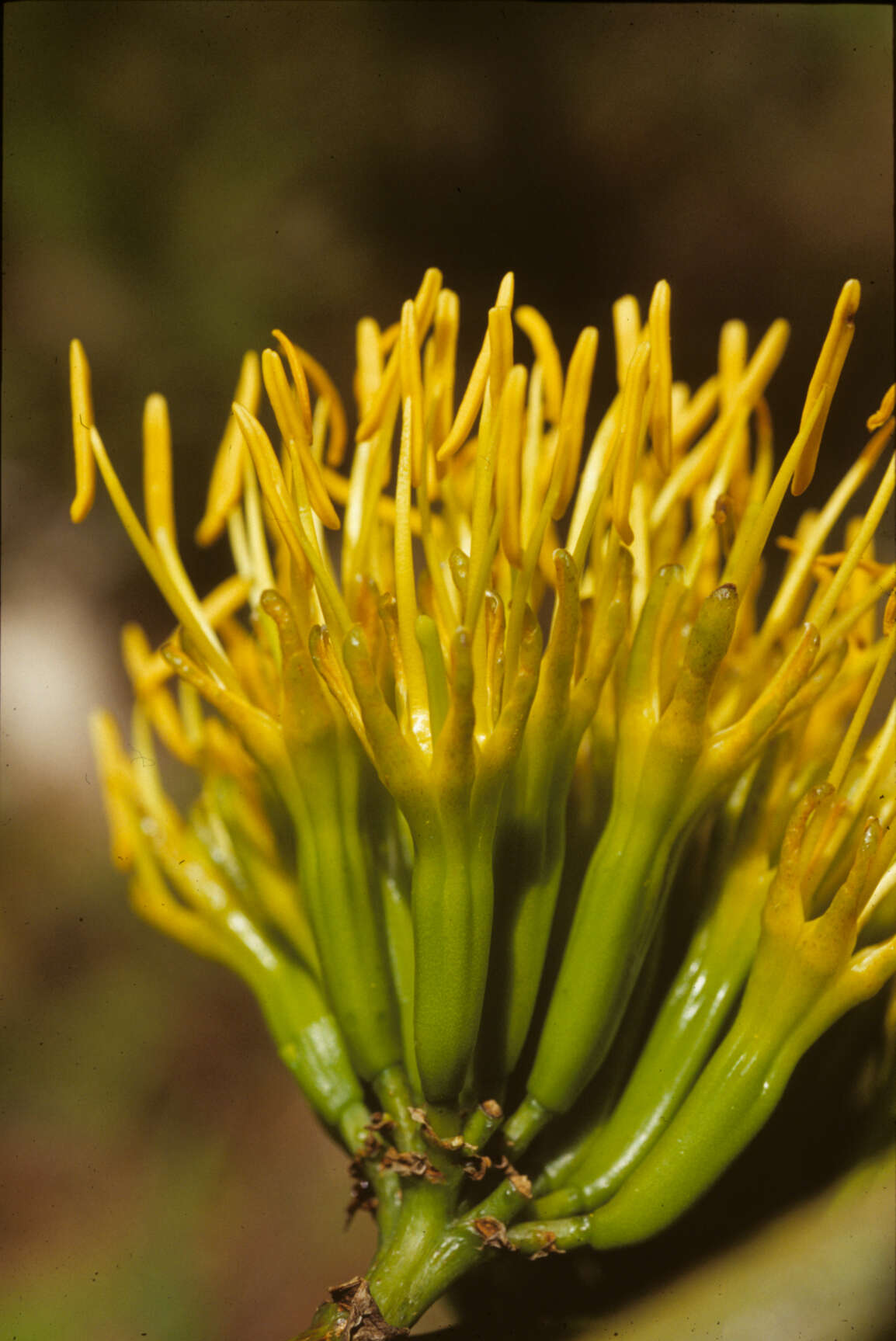 Image of Agave L.