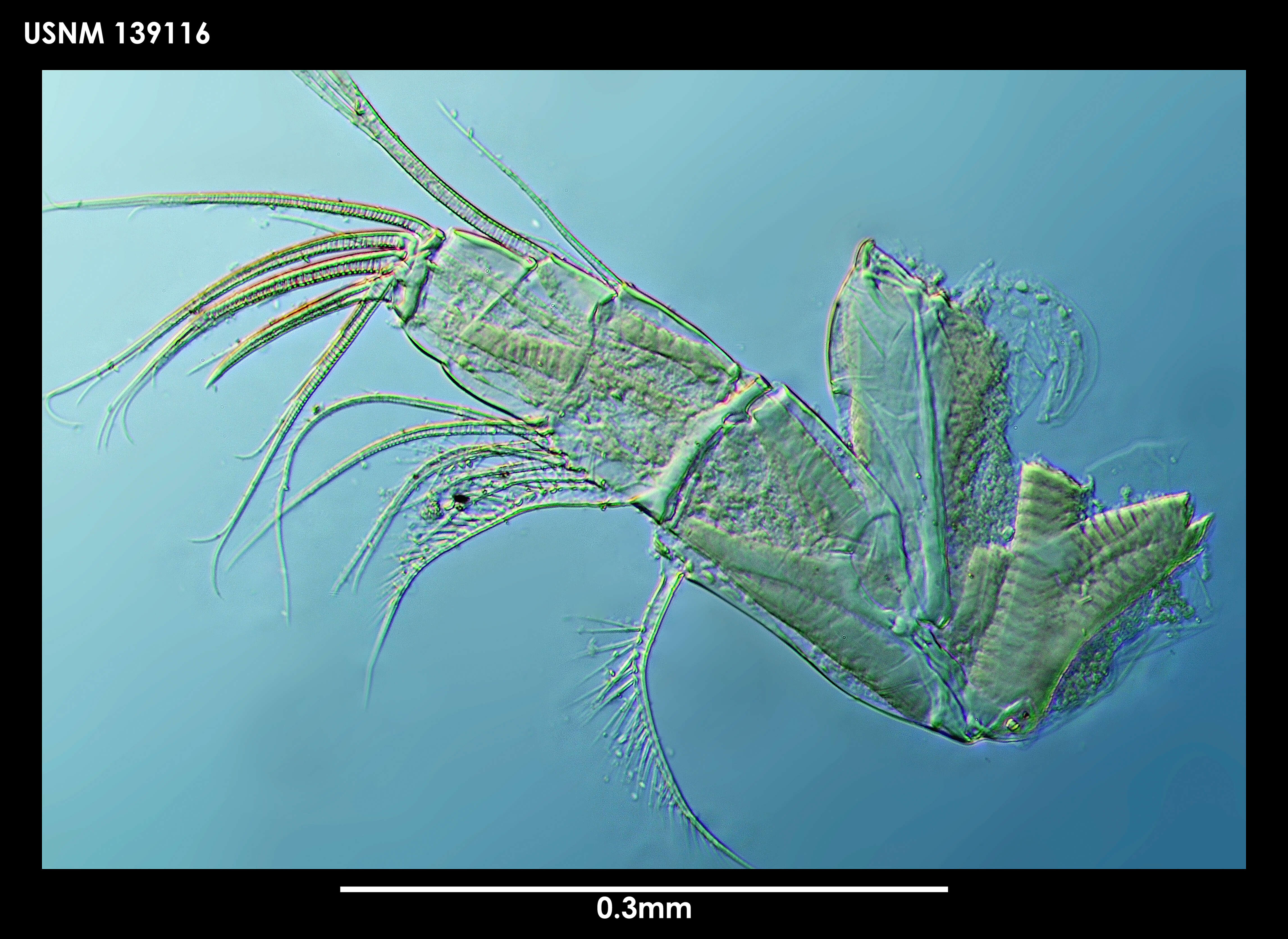 Synasterope brachythrix Kornicker 1975 resmi