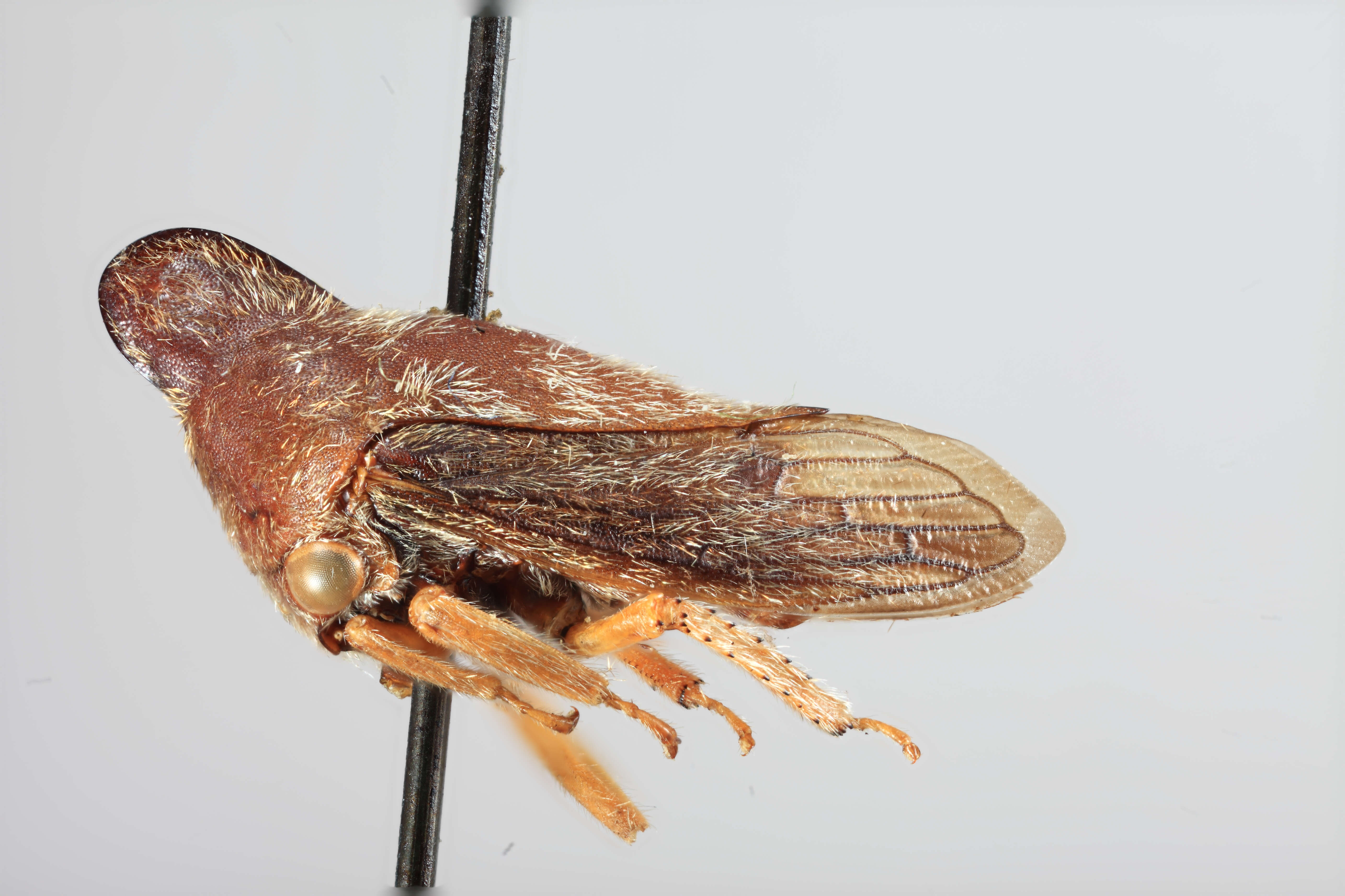 Image of Calloconophora obliqua Dietrich