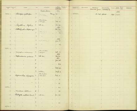 Tephrodornis virgatus annectens Robinson & Kloss 1918的圖片