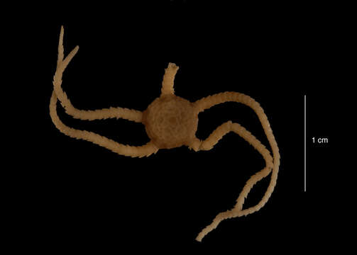 Image of Ophiura flexibilis var. crassa Mortensen 1936