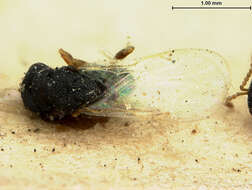 Image of Eurytomidae