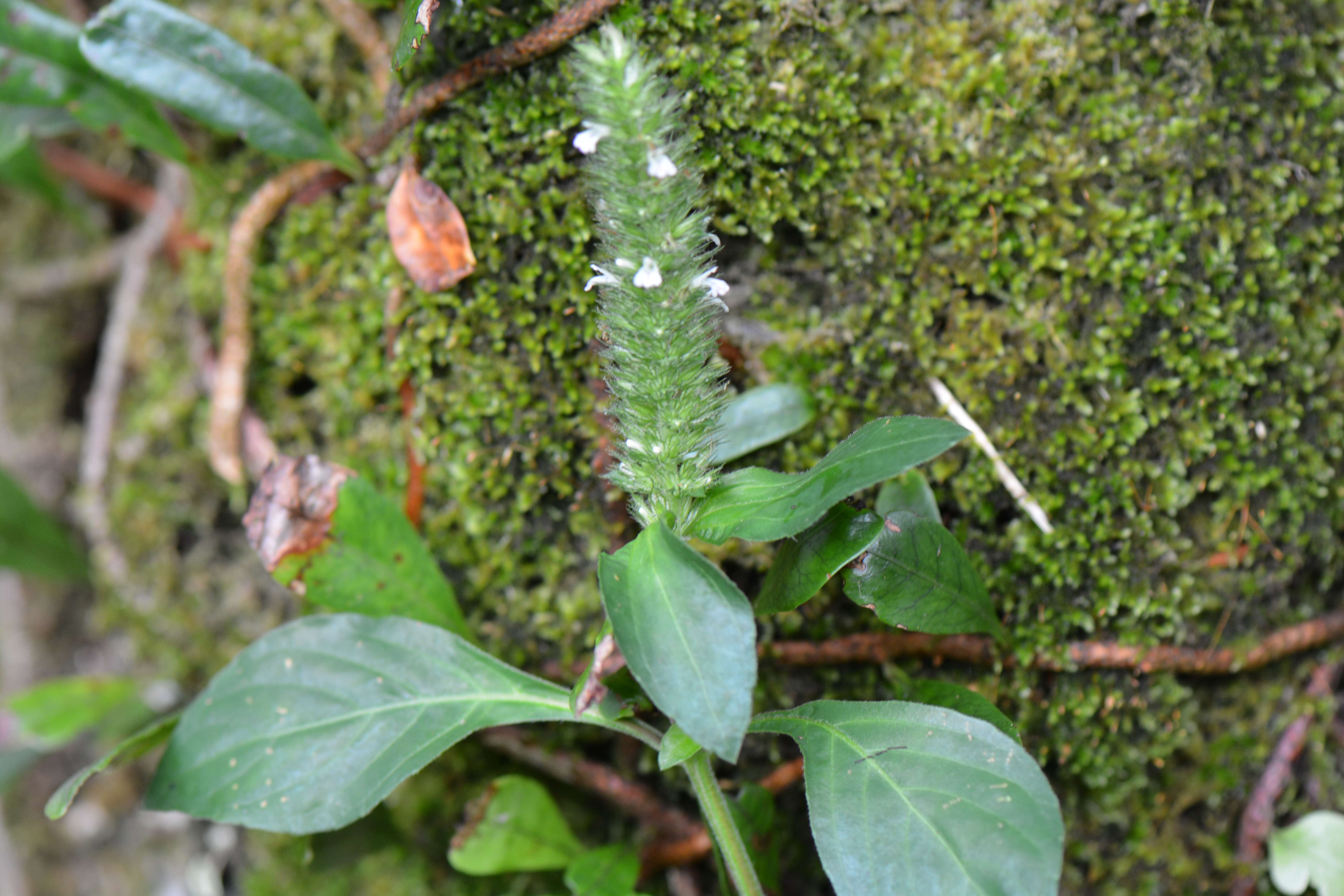 Lepidagathis alopecuroidea (Vahl) R. Br. ex Griseb. resmi