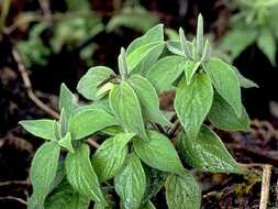 Image of Forest Peperomia