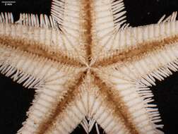 Image of Astropecten marginatus Gray 1840