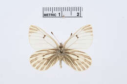 Image of Baltia butleri (Moore 1882)