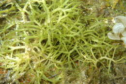 Image of Hydropuntia edulis