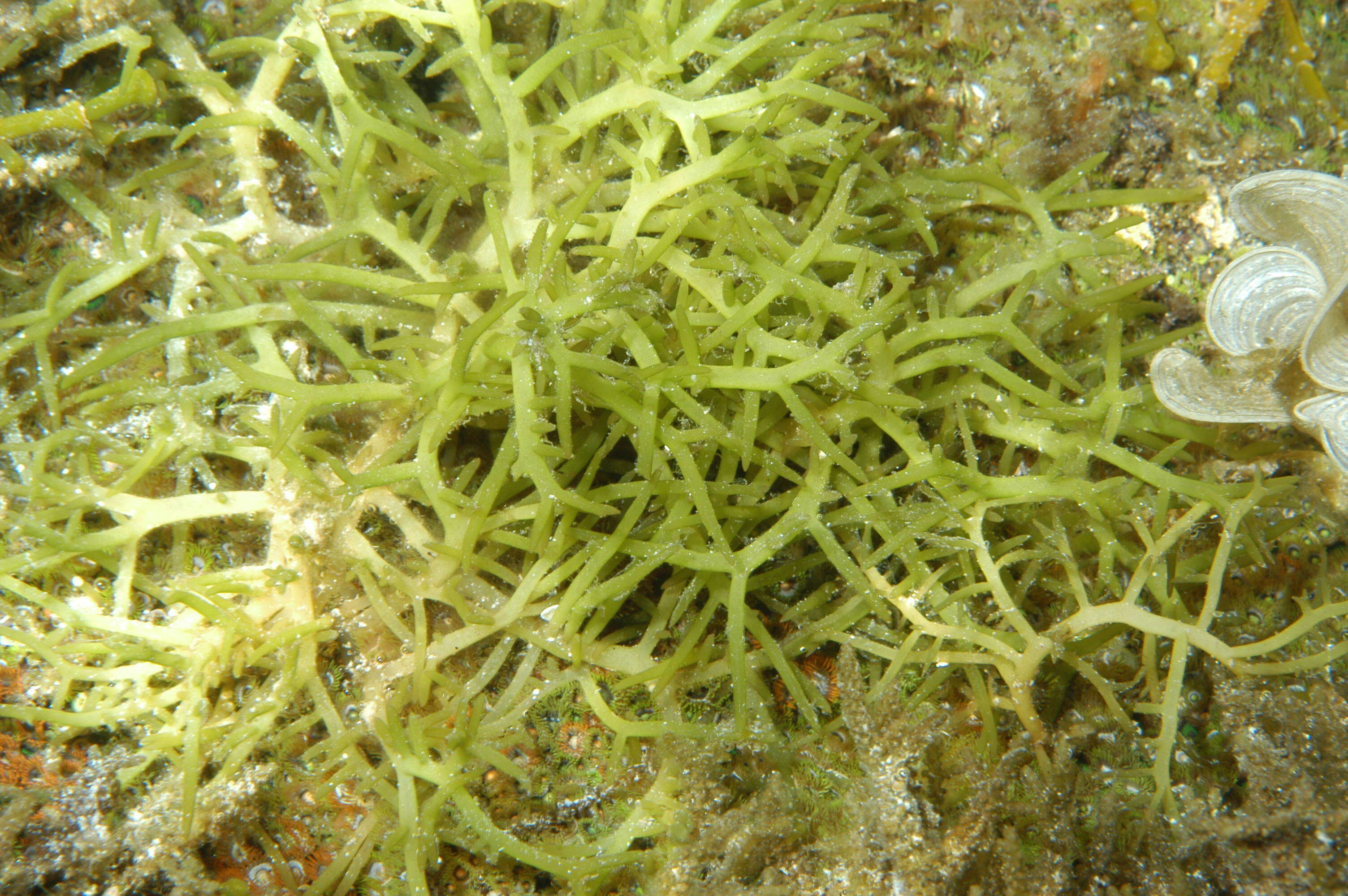 Image of Hydropuntia edulis