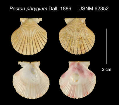 Image of spathate scallop