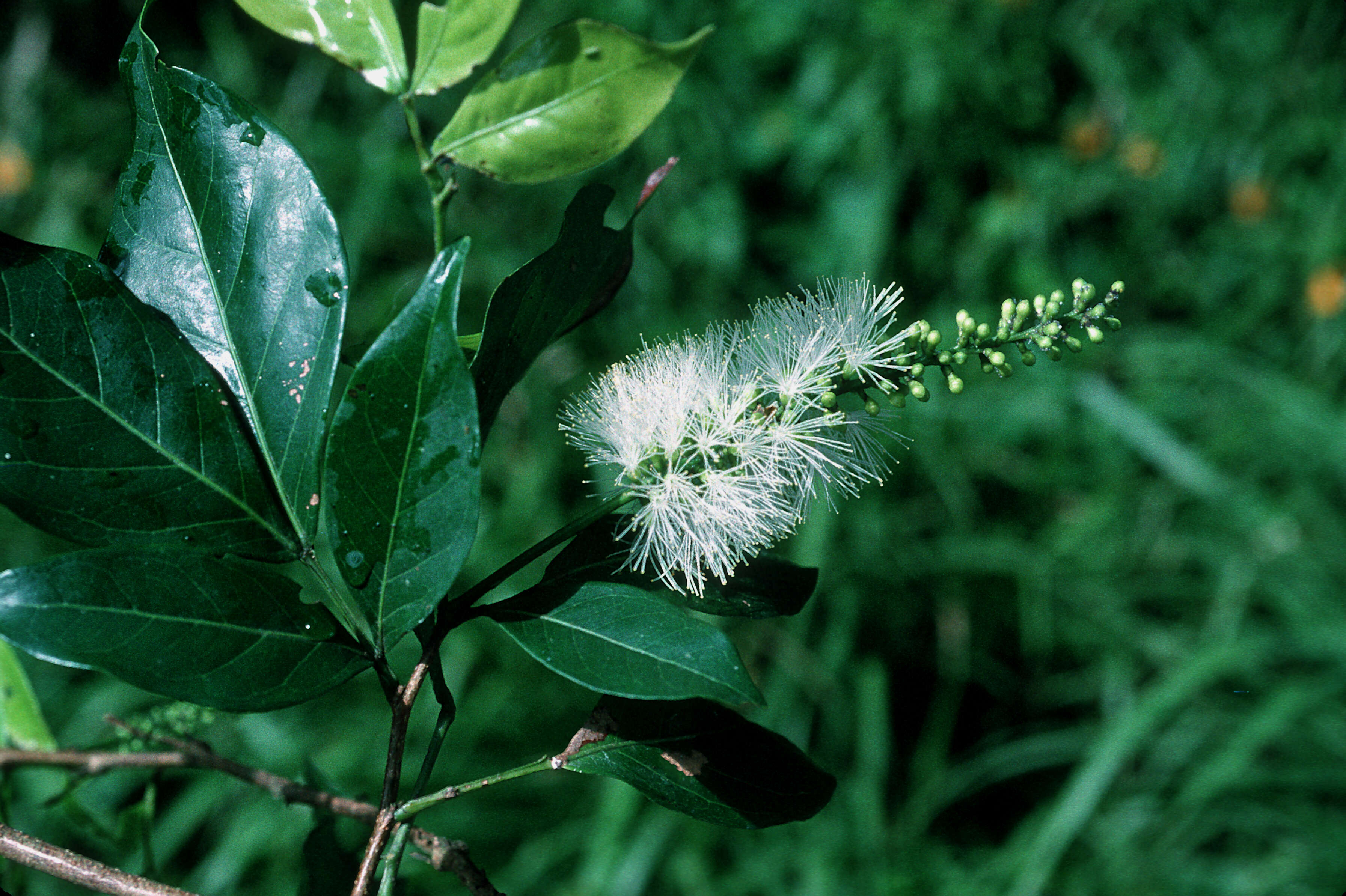 Image of sacky sac bean