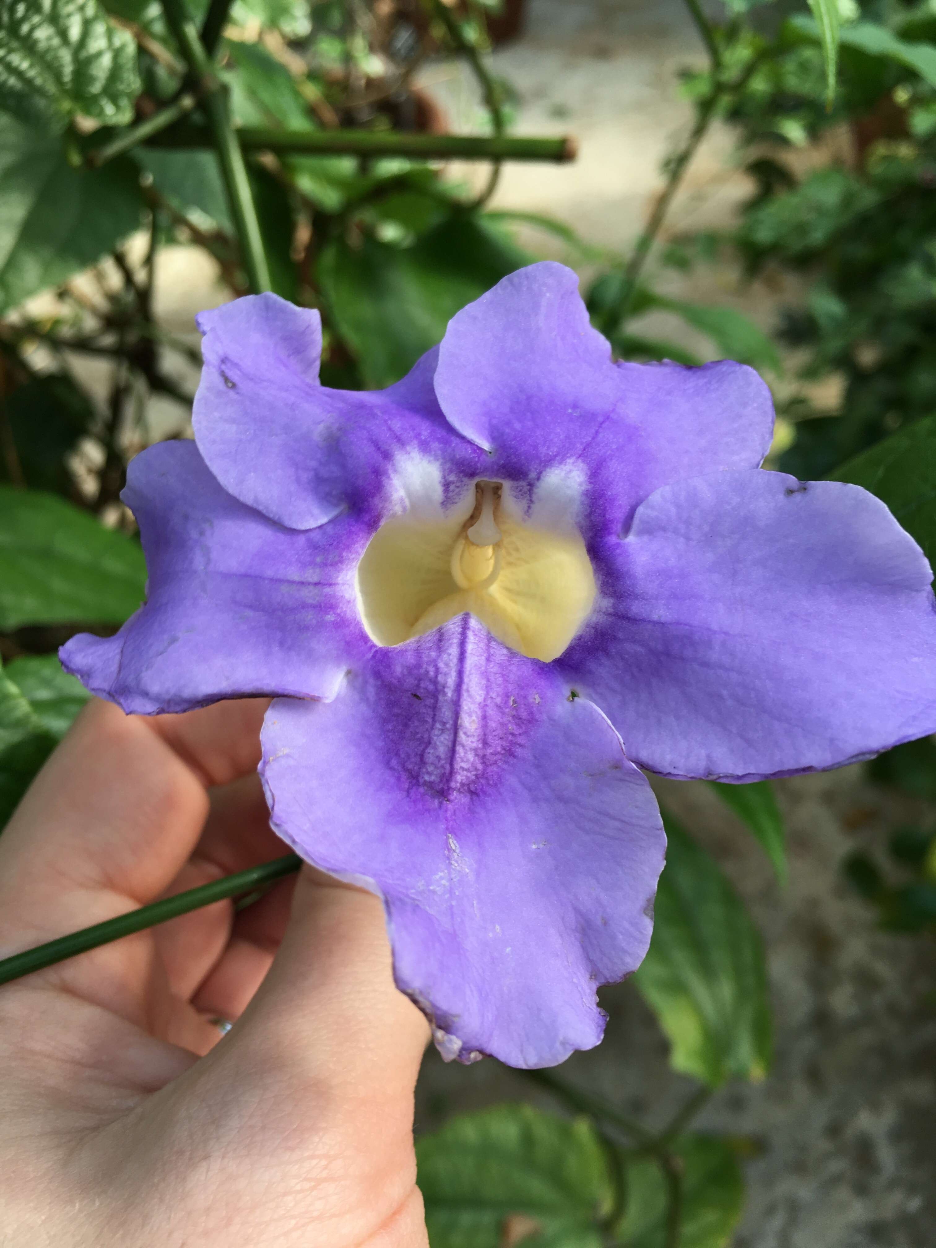 Image of Bengal clock vine