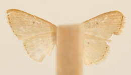 Image of Scopula laresaria Schaus 1940