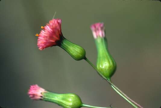 Image of Florida tasselflower