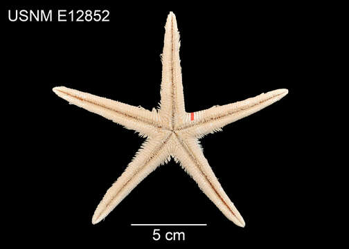 Image de Asterias articulata Linnaeus 1753