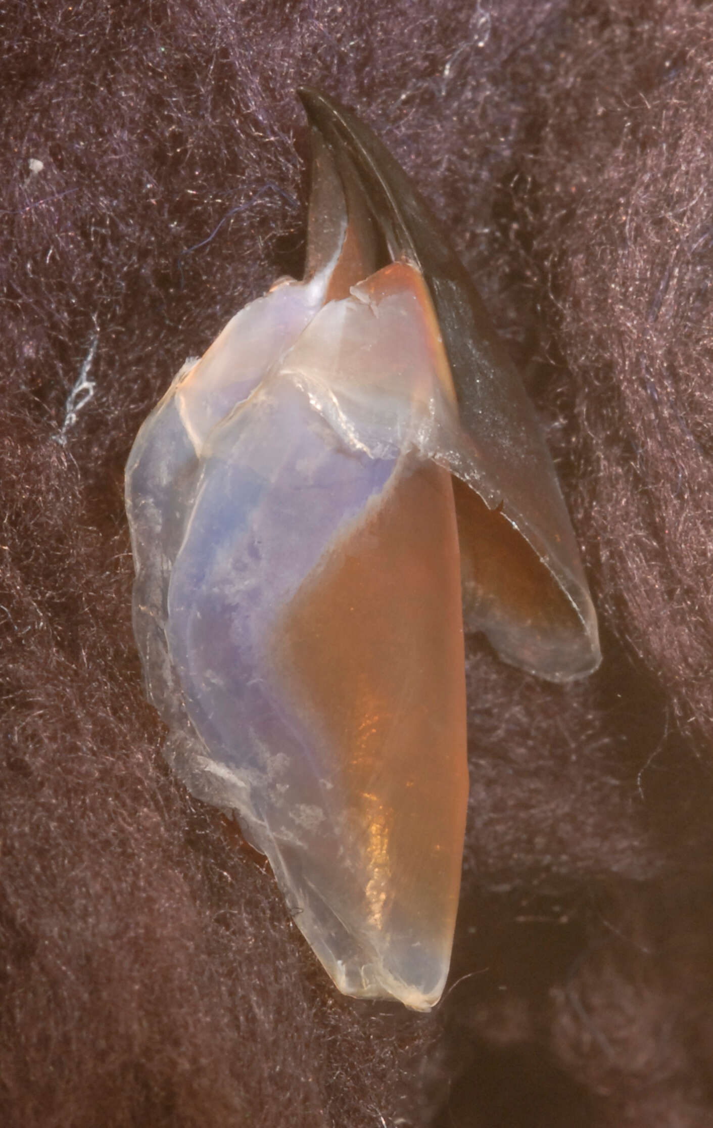 Image of Coffee bean scaled squid