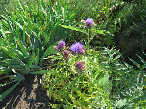 Image of cardoon